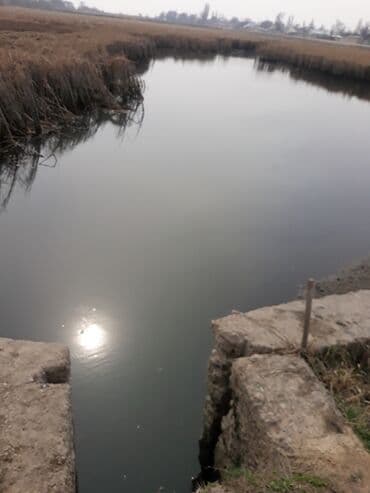 домики для хомяков купить: Малек сигалетка толстолобика карпа и Белова Амура — 6