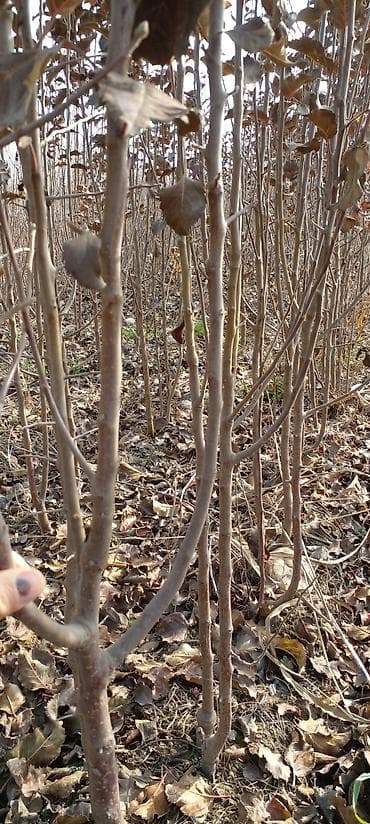 рассады клубники: Оптом полукарликовые саженцы черешня (гилас кочоттор)сатылат — 3