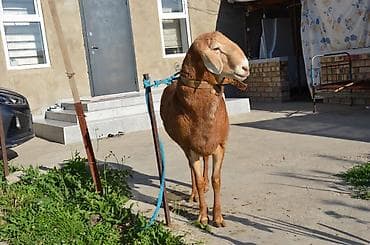 животные в аренду: Продаю | Баран (самец) | Арашан | Для разведения | Осеменитель — 5