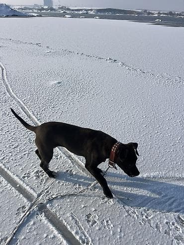 Аквариумы: Нашийник для собак с декоративными заклёпками - Материал: плотная — 1