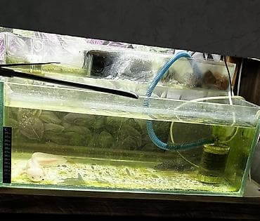 хара: Аквариумный комплекс из трех стеклянных аквариумов на общей деревянной — 4