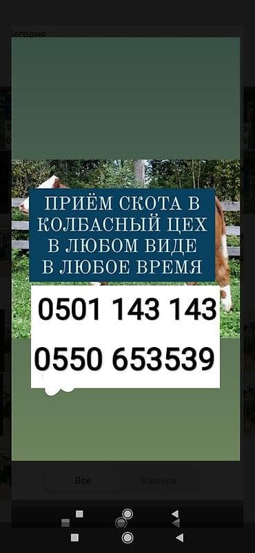 животные на продажу: Частное лицо, Колбасный цех : Коровы, быки, Лошади, кони, Другие с/х животные, | Круглосуточно, Любое состояние, Забитый — 1
