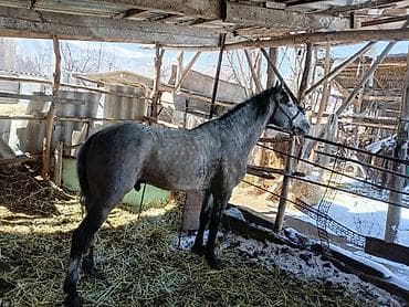 Продаю | Жеребец | Для разведения | Племенные at lalafo.kg Продаю | Жеребец | Для разведения | Племенные