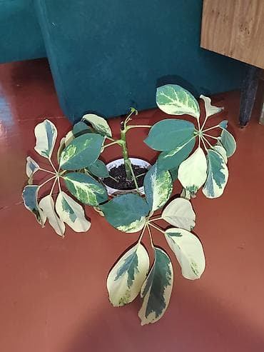 искусственный цветок в горшке большой: Шеффлера вариегатная (Schefflera arboricola variegata) в горшке. - — 7