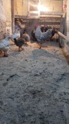 куры доминанты: Продаю | Петух, Цыплята — 1