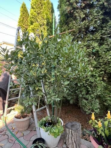 розмарин в горшке купить: Лавровое дерево (Laurus nobilis) в большом декоративном кашпо - — 2