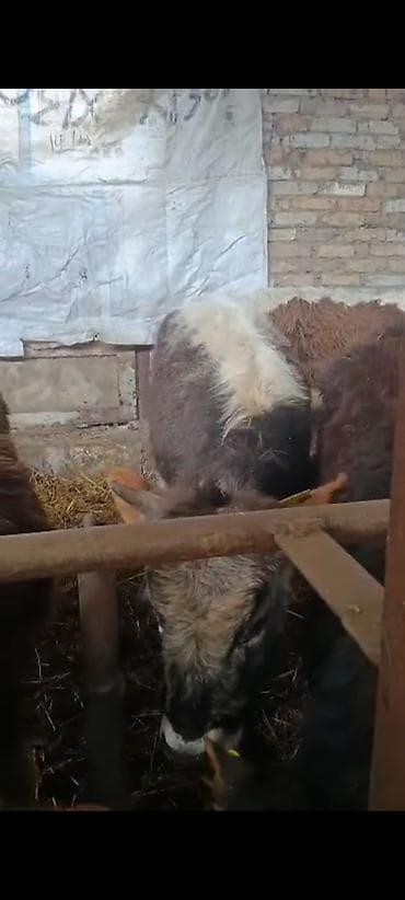 Ветеринар кызматы: Сатам | Музоо | Алатоолук | Көбөйтүү үчүн — 5