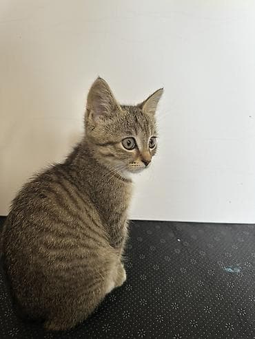 котята отдам: Котёнок короткошёрстный, тигровый окрас (мраморно-полосатый табби) — 2