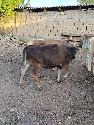 кой сойом: Продаю | Музоо, торпок | Полукровка | На откорм — 5