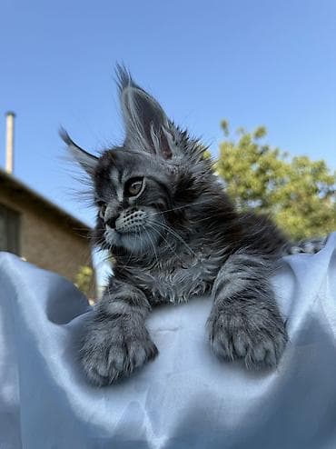 шпиц: фото цена: Мейн-кун, 2 месяца, Мальчик, Приучена к лотку, Проглистована, С документами — 3