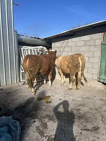 Грызуны: Продаю | Бык (самец) | Симментальская | На откорм | Привязанные — 1