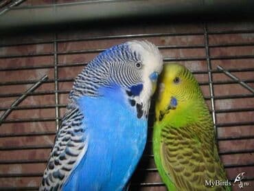 корм для птенцов волнистых попугаев: Волнистые чехи! Визуально определить чехов среди остальных — 2