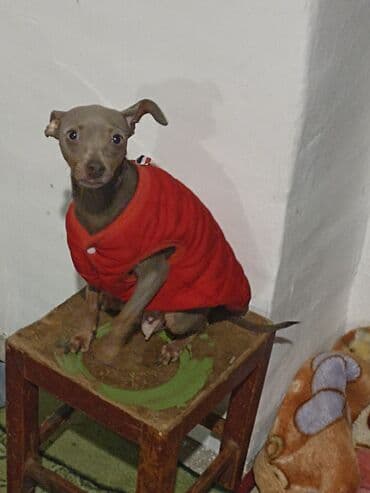 собака породы чихуахуа: Той терьер — 1