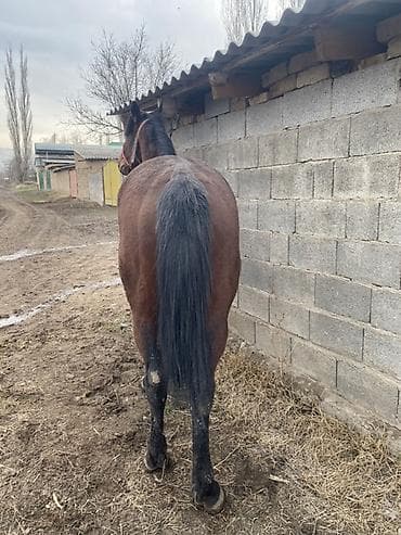 арабский скакун: Продаю | Кобыла (самка) | Рабочий — 5