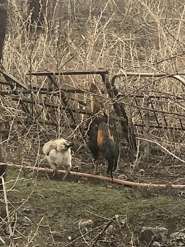 коза самец: Продаю | Петух | Бойцовая, Дакан | Для разведения — 3