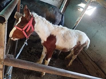 Продаю | Жеребенок | Рабочий at lalafo.kg Продаю | Жеребенок | Рабочий