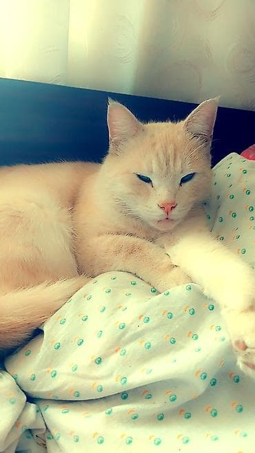 Другие животные: Отдаем Кота и кошку в добрые руки кот и кошка стирилизованые — 4