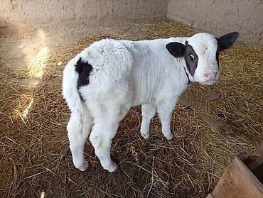 коровы молочные: Продаю | Тёлка | Полукровка | На откорм — 1