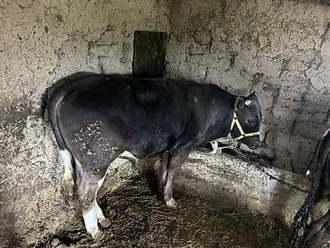 продам курей: Продаю | Бык (самец) | На откорм | Привязанные — 4