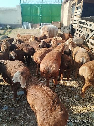 арбор айкрес: Продаю | Ягненок | Арашан | Для разведения | Племенные — 2