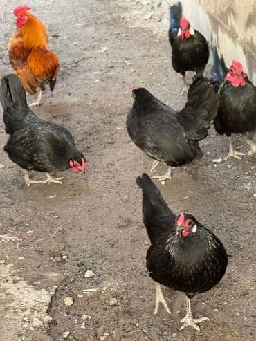 Ветеринар кызматы: Сатам | Тооктор, Короздор — 6