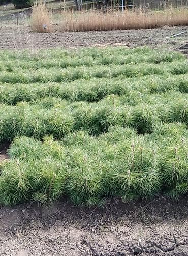 капитан смородина: Саженцы Сеянцы крымские сосны крымский сосна Саженцы Сеянцы крымские — 1