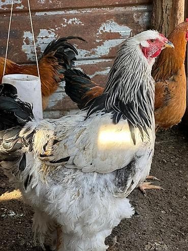 собаки сколько стоит: Продаю | Куры, Петух | Брама | На забой, Для разведения — 4