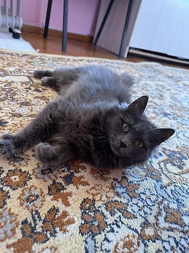 птицы бишкека: Пухнастая домашняя кошка серого (дымчатого) окраса. - Длинная — 1