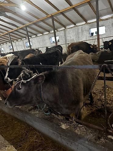 доильный апарат: Продаю | Корова (самка) | Для разведения — 6