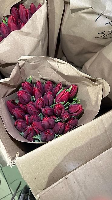 Цветы и букеты: Тюльпаны с луковицей в крафт-упаковке - Срезка на луковице: стебель с — 2