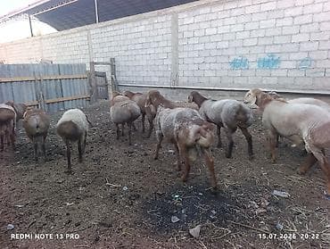Животные: Продаю | Овца (самка) | Для разведения | Ярка — 6