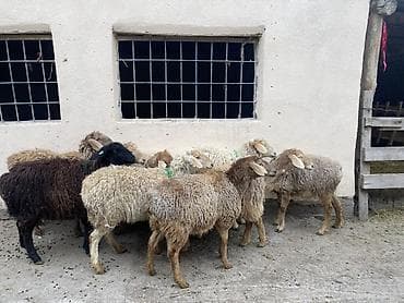 скот баран: Продаю | Овца (самка) | Полукровка | На забой, Для разведения, Для шерсти | Ярка — 8