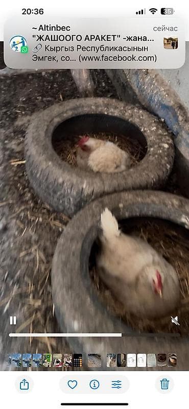 яйцо страуса для инкубации: Продаю | Куры | Домашняя | Для разведения — 6