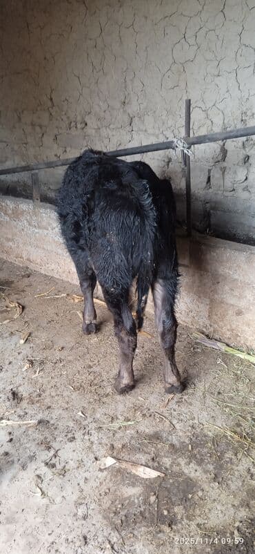 дом для животных: Сатам | Музоо | Бордоп семиртүү үчүн | Байланган — 1