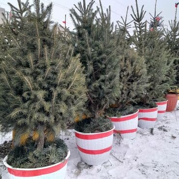 Продаю Голубые Ели Оптом и в розницу Ели Тянь Шаньевские от 3500 с