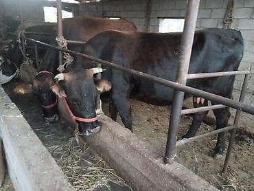 бык телка: Продаю | Корова (самка) | Для разведения — 6