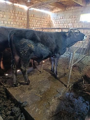 Продаю | Бык (самец) | На откорм | Привязанные