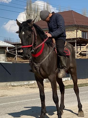меняю на баран: Продаю | Жеребец | Конный спорт — 1