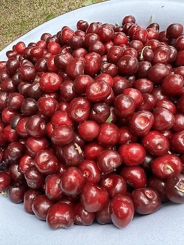 Черешня В розницу