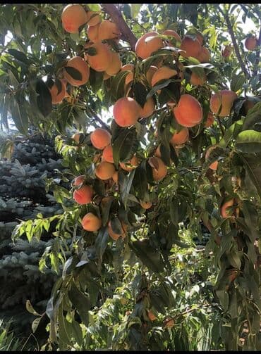 сдаю дом в военно антоновке: Дом, 40 м², 2 комнаты, Собственник, Старый ремонт — 9