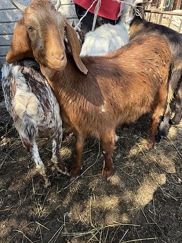 голуби животные: Продаю | Коза (самка) | Полукровка | Для разведения — 1