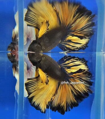 Балыктар: Уточняйте наличие. Шикарные самцы петушки! Цены разные. Рыбка — 2