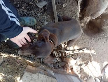 сколько стоит американская короткошёрстная кошка: Собака даром: Курцхаар, 10 месяцев, Самка, С прививкой — 7