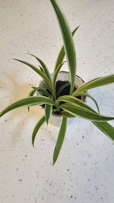 костный мозг: Хлорофитум — 2