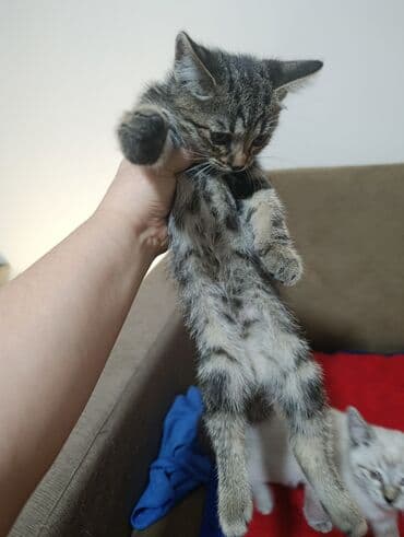 carters для мальчика: Котята, домашнее выращивание от полосатой кошки-мамы. Описание: - — 3