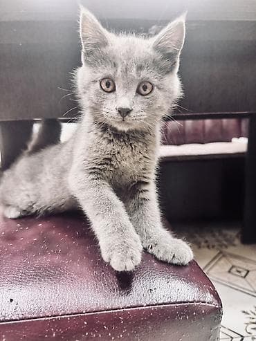 бурма кошка: 3 месяца, Девочка, Серый — 1