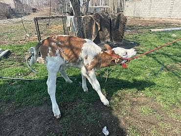 телки швицкой породы: Продаю | Музоо, торпок | Для разведения | Привязанные — 1