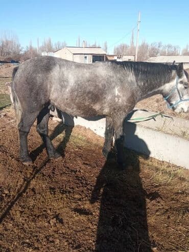 Сатам | Жылкы (эркек) | Жумушка — 2