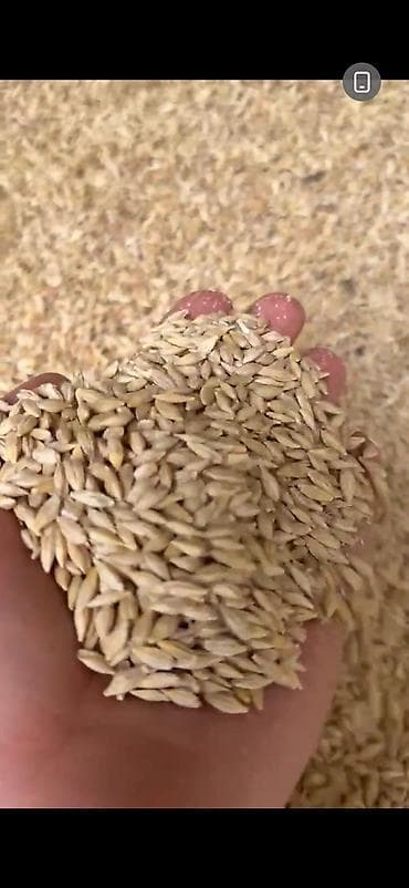 геран: Ячмень семенной Гетман Характеристики по протоколу лабораторных — 2