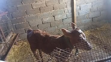 швец торпок: Продаю | Тёлка | На откорм — 4